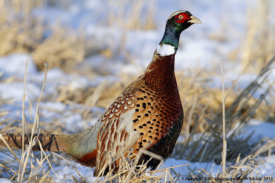 Ring-necked pheasant in habitat