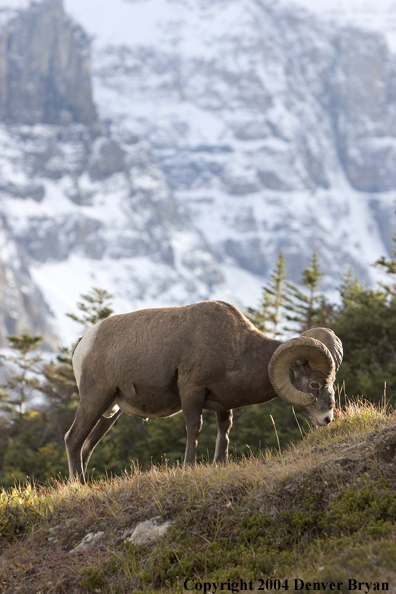 Rocky Mountain bighorn sheep (ram).