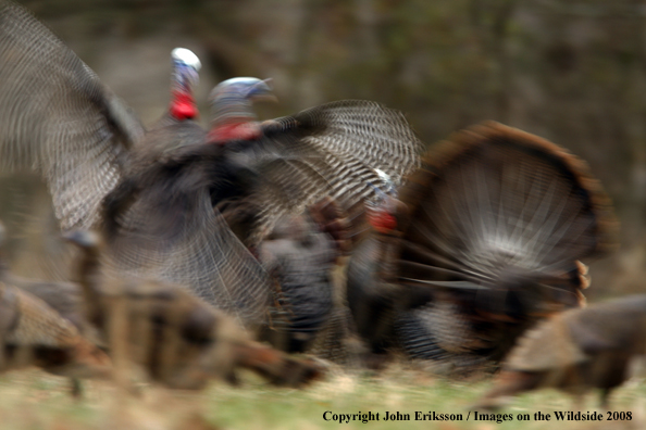 Eastern Wild Turkeys