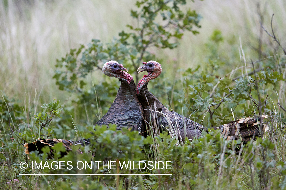 Eastern Wild Turkey toms fighting. 