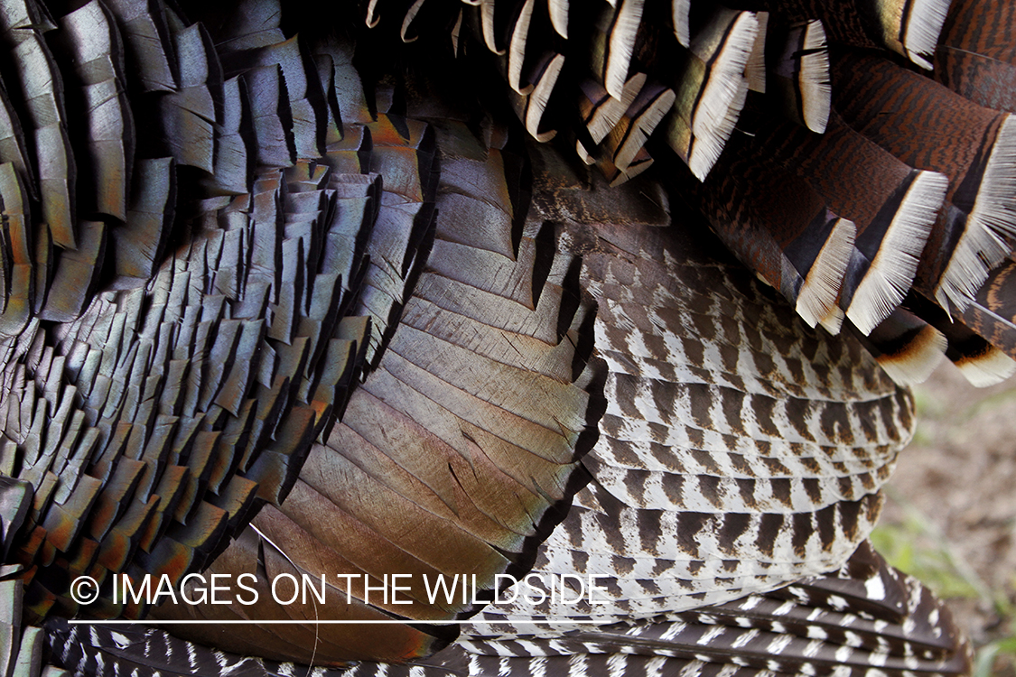 Close-up of rio grande turkey feathers.