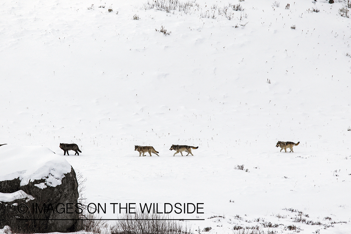 Wild free-ranging gray wolf pack in Yellowstone National Park.