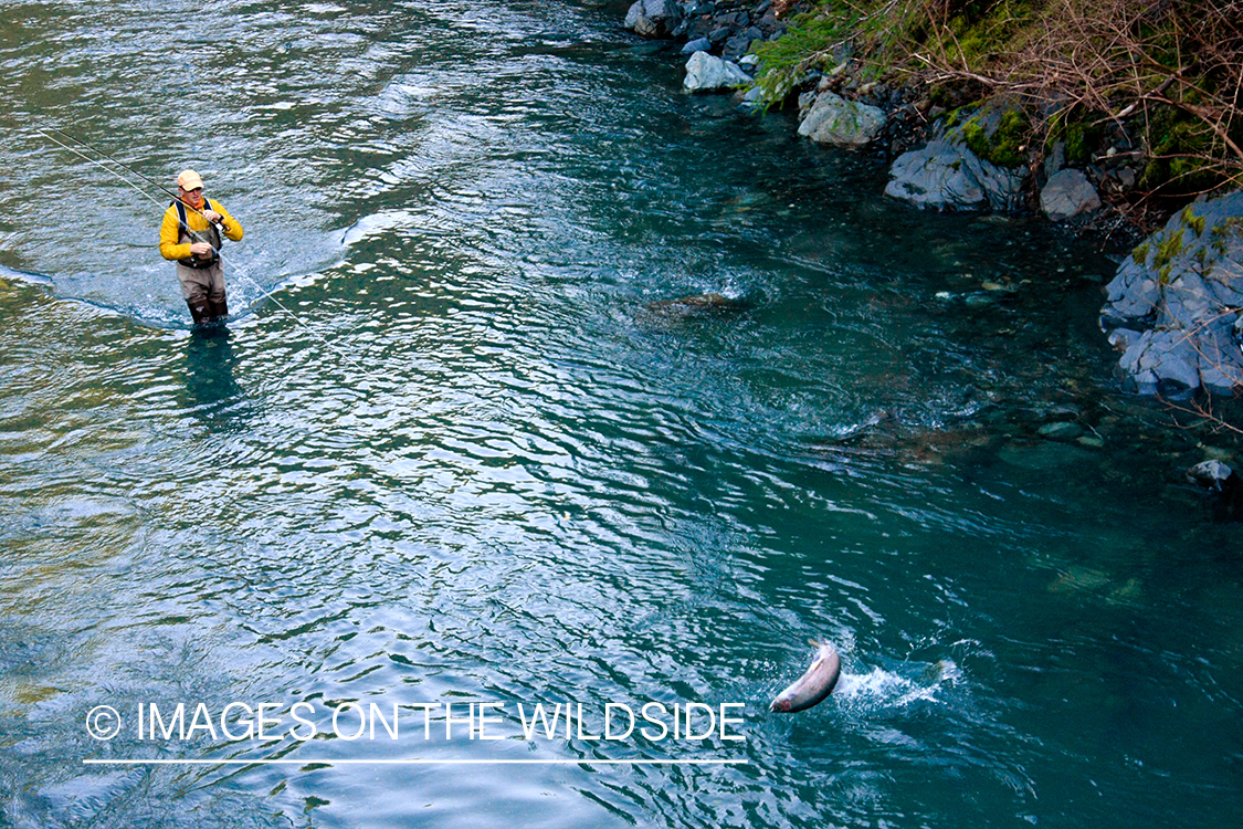 Flyfisherman fighting with steelhead trout.