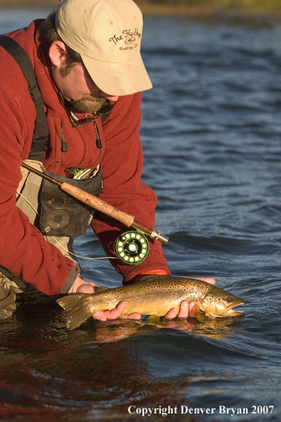 Flyfisherman holding brown trout.