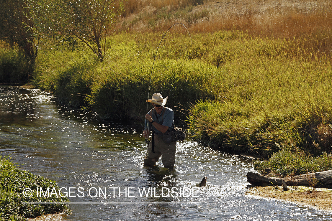 Flyfisherman fighting trout on small stream.