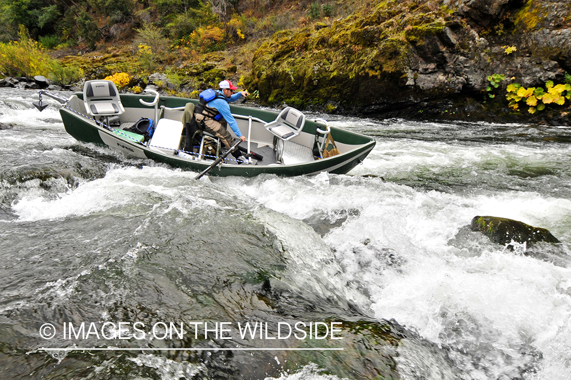 Steelhead flyfishing guide stearing drift boat through rapids.