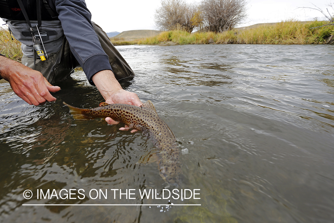 Flyfisherman releasing brown trout.