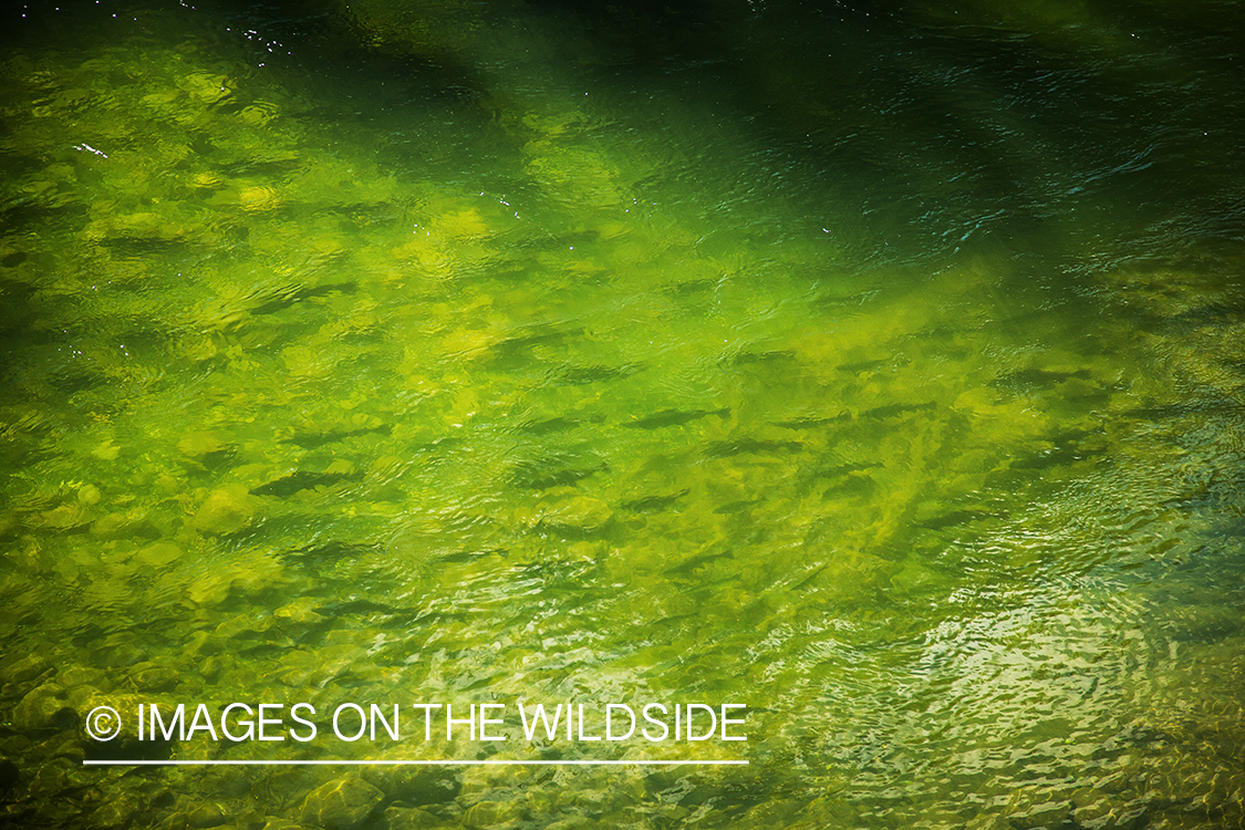 Migrating king salmon on Nakina River, British Columbia.