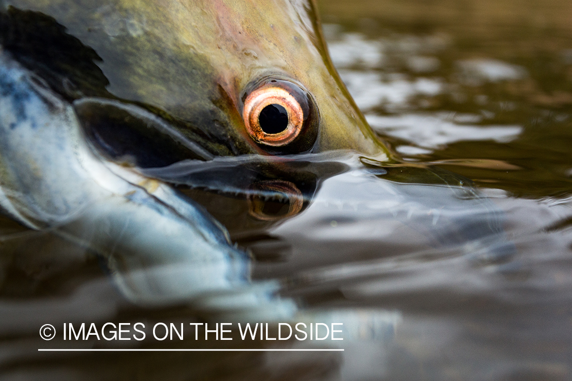 Close up of Sockeye salmon.