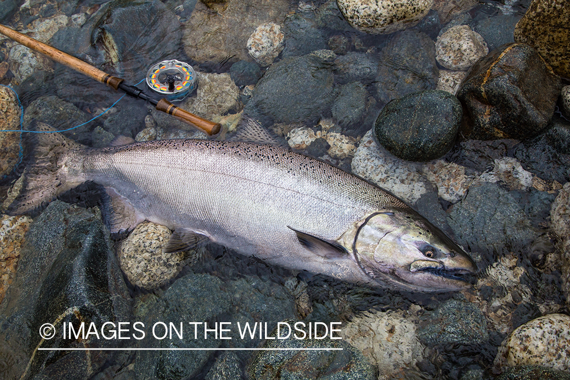 King salmon fishing in Chile.