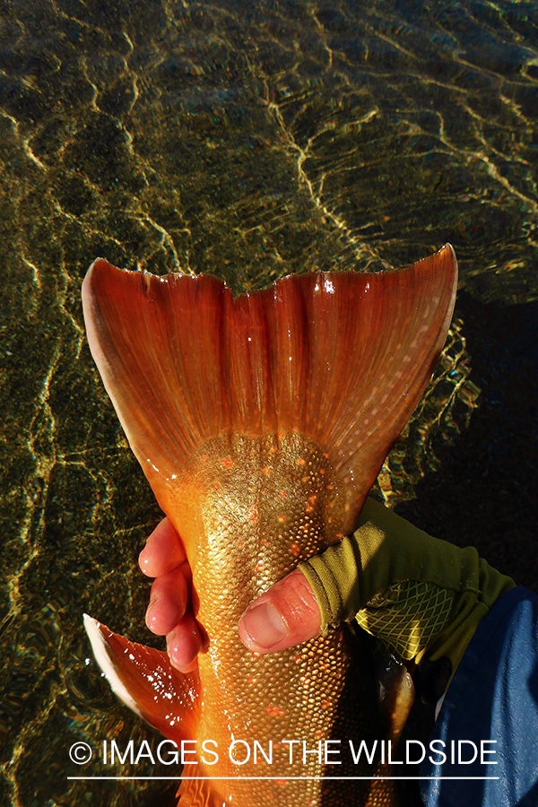 Close up of bull trout tail fin.