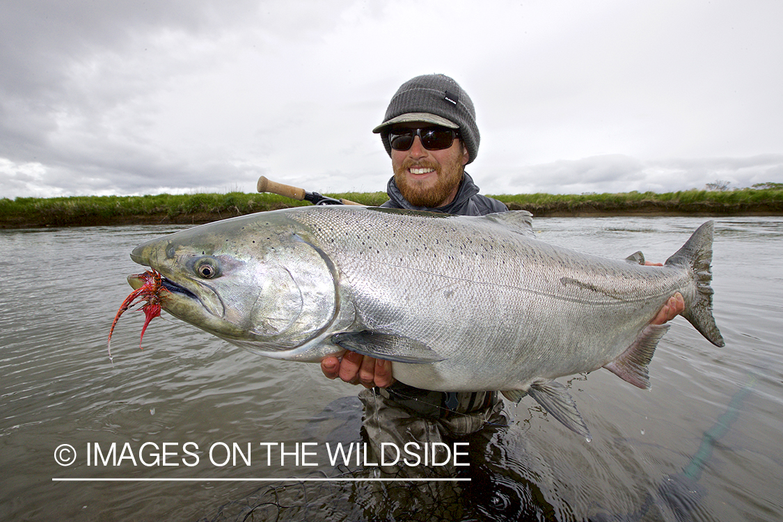 Flyfisherman releasing King Salmon.