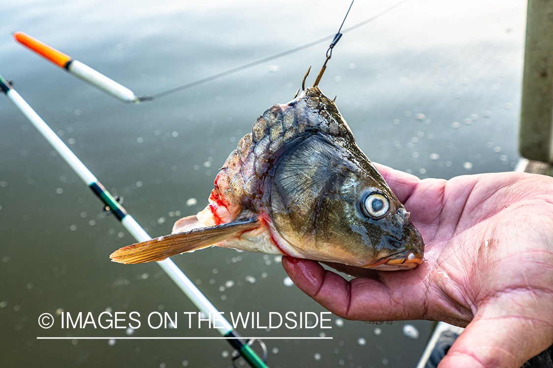 Bait for alligator gar.