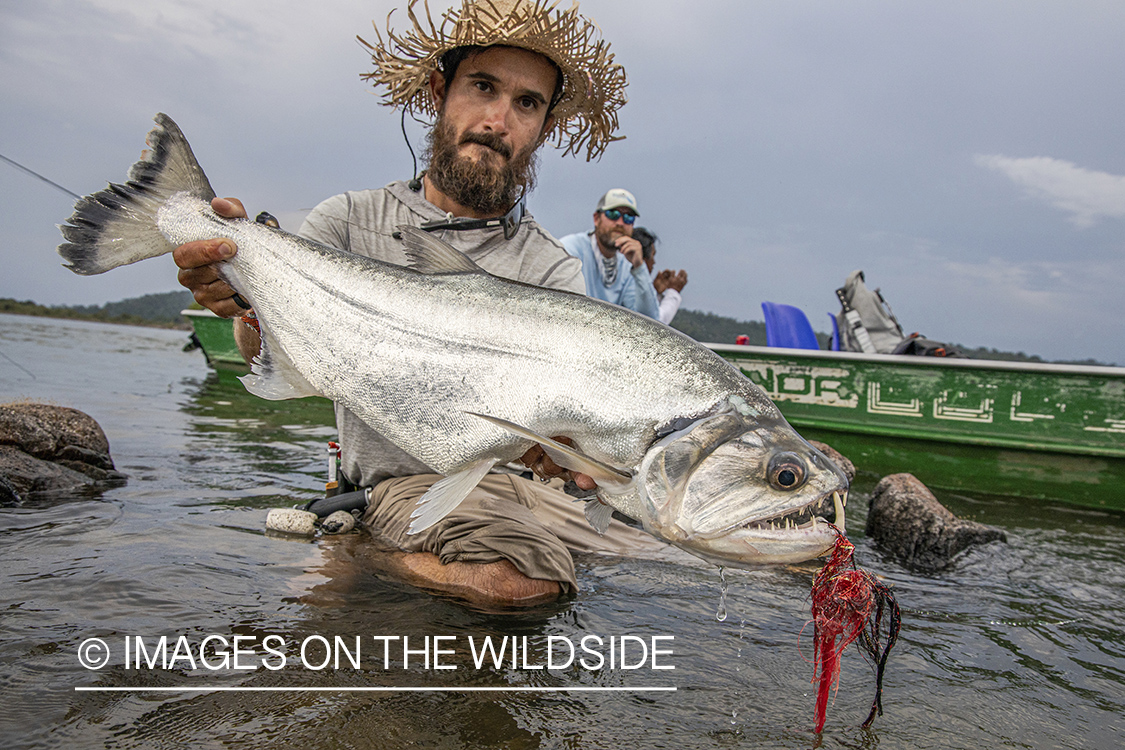 Flyfisherman with payara.