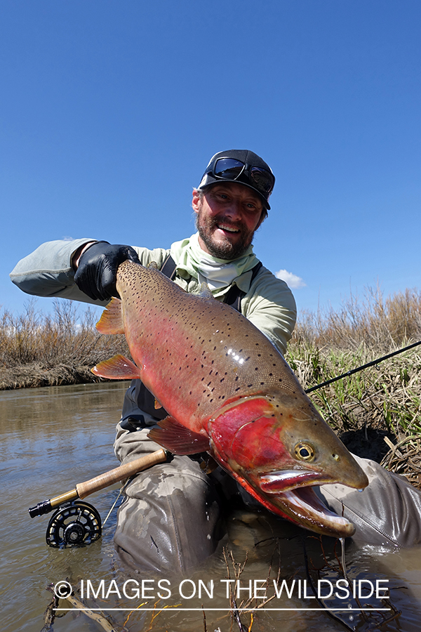 Flyfisherman releasing cutthroat.