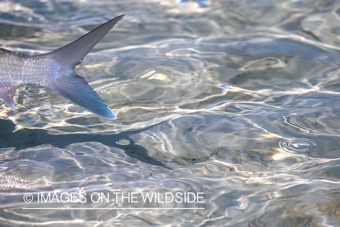 Flyfisherman releasing Bonefish.