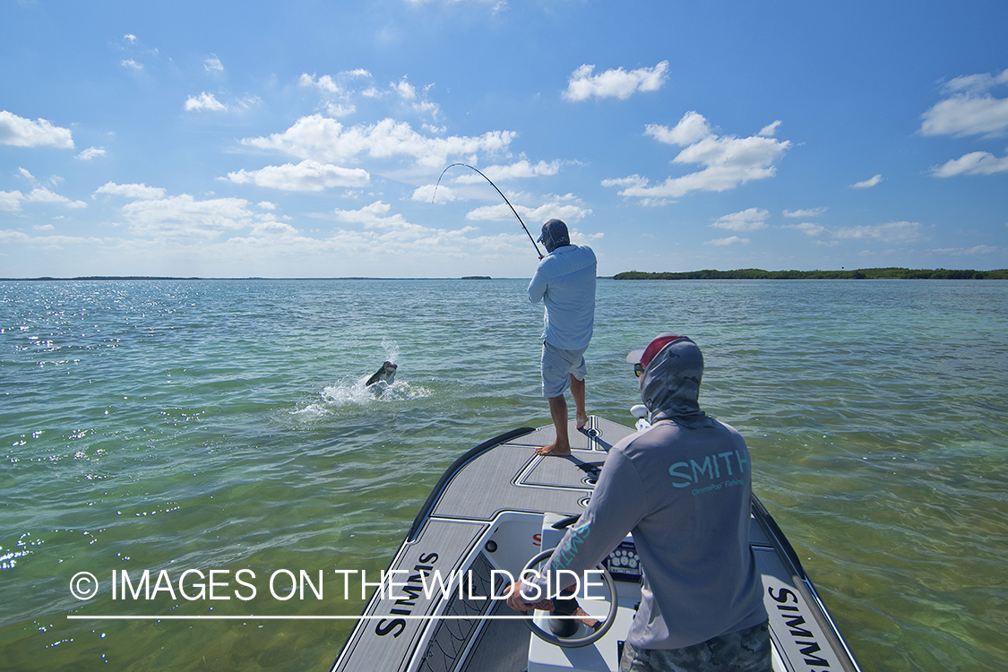 Flyfisherman landing tarpon on flats of Florida Keys.