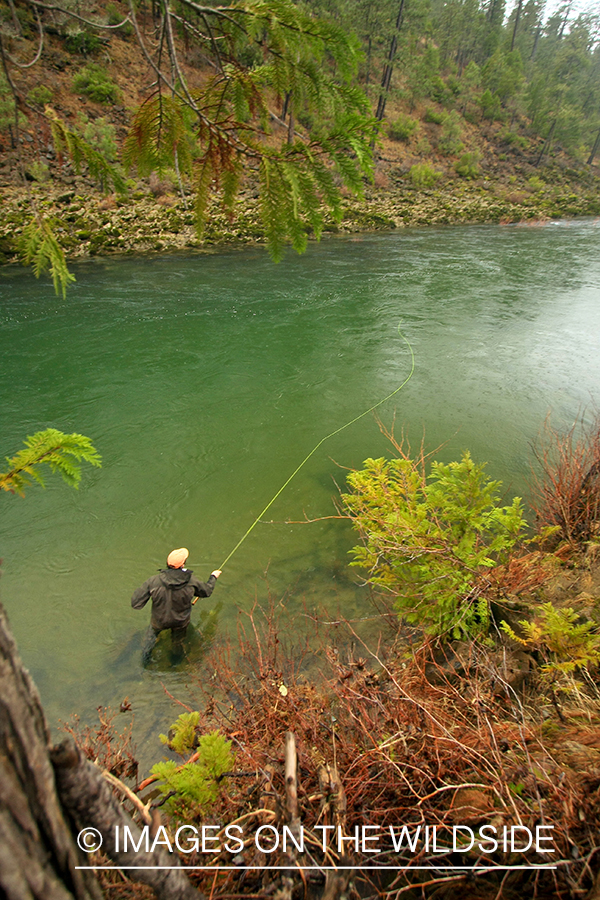 Flyfisherman on river. 