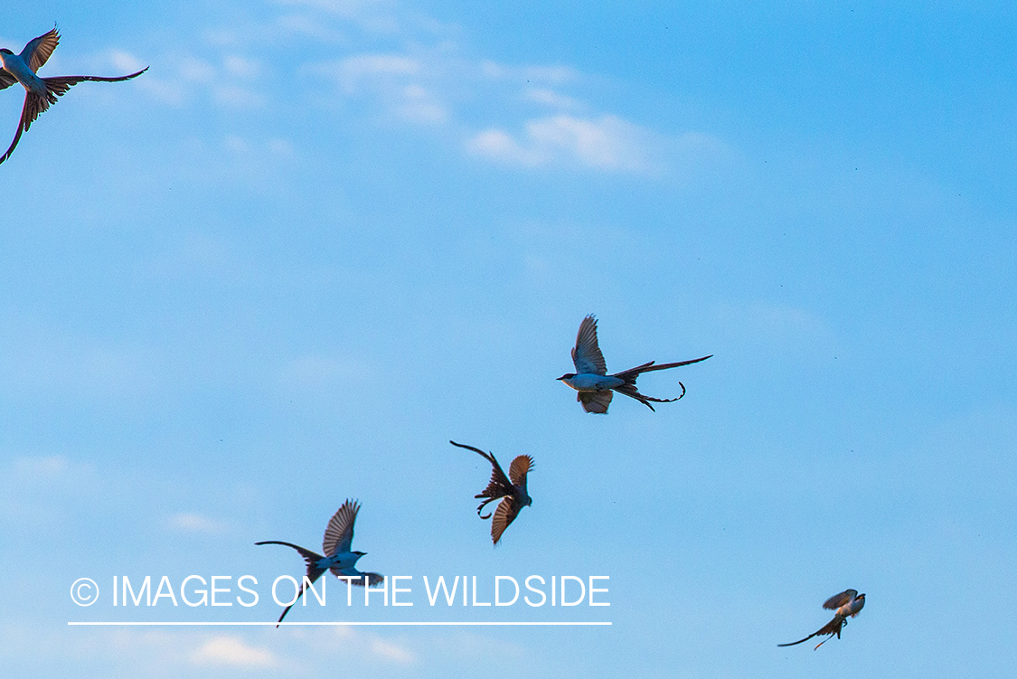 Rainforest birds along river in Kendjam region, Brazil.