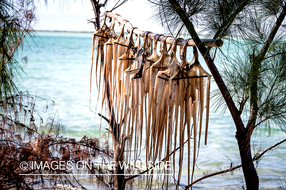 Octopus hanging to dry. 