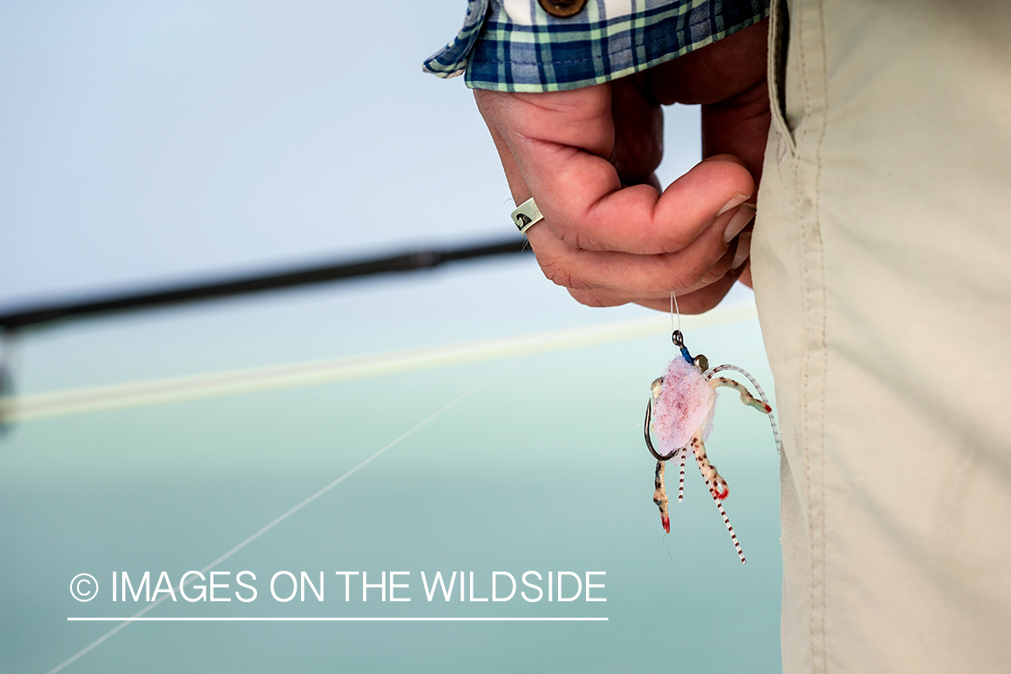 Flyfisherman holding fly.