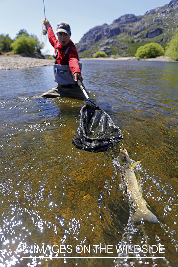 Flyfisherman landing brown trout in net.