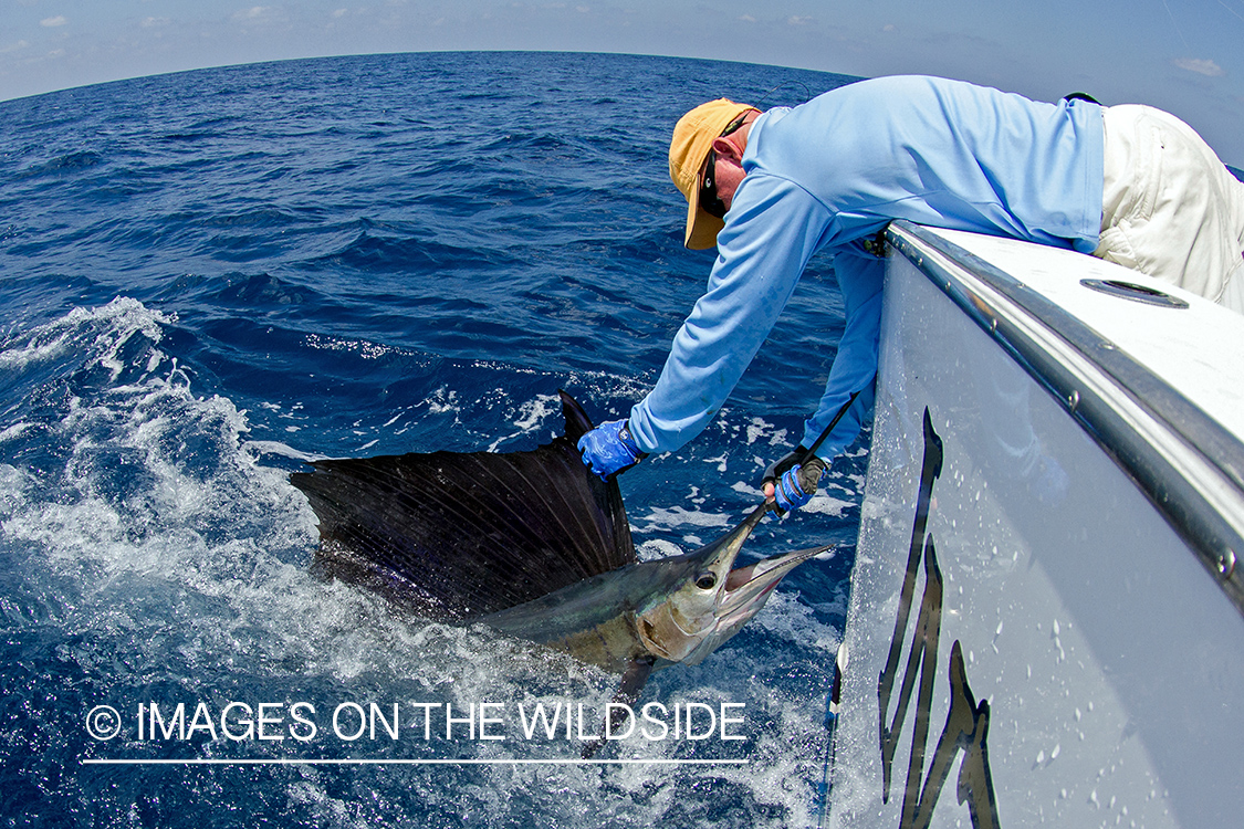 Fishermen with sailfish.