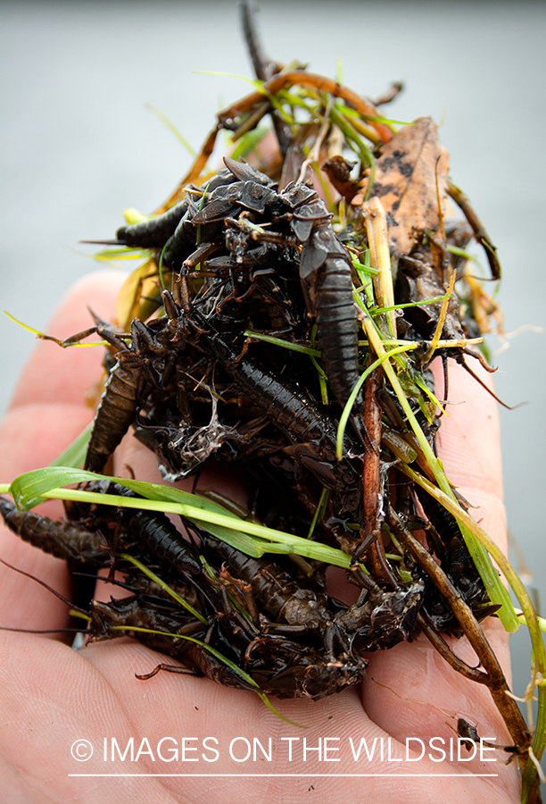 Aquatic insects.