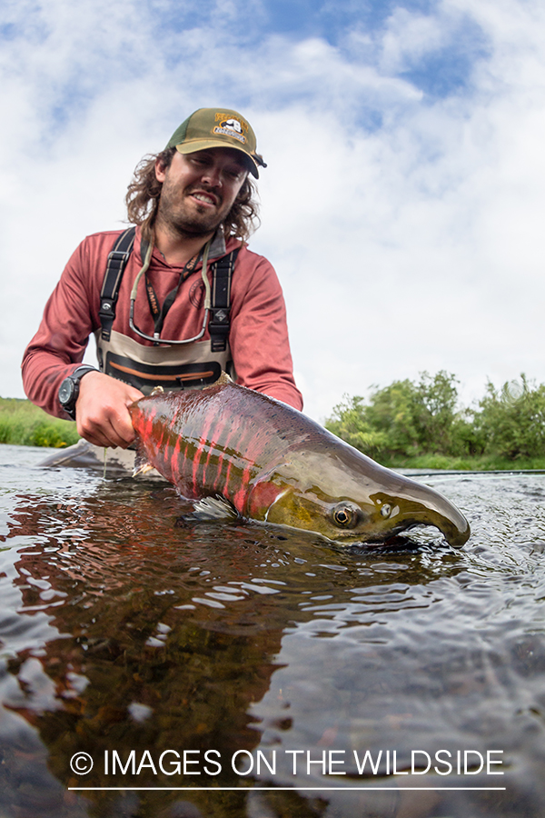 Flyfisherman with cherry salmon in Sedanka river in Kamchatka Peninsula, Russia.