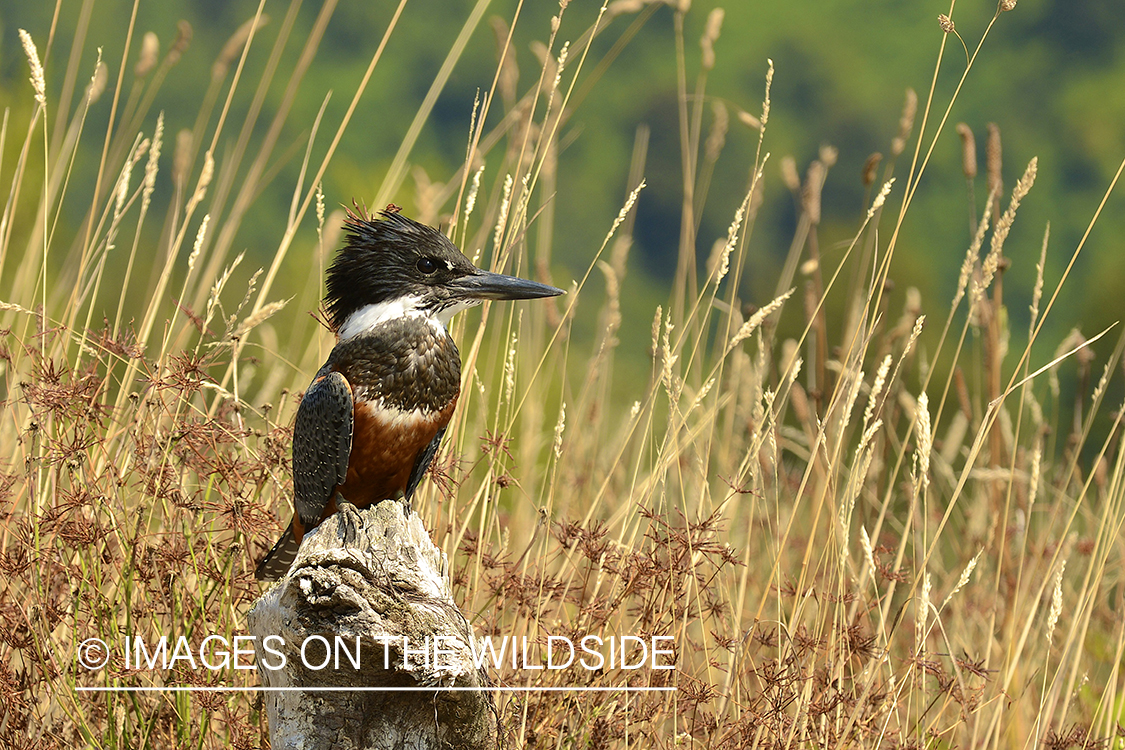 King fisher on stump.