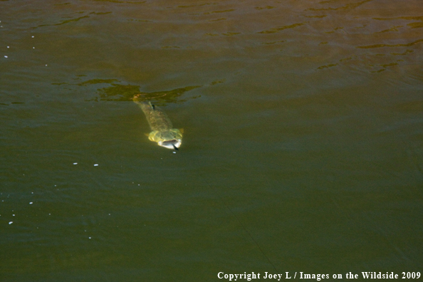 Golden Dorado fish on fishing line