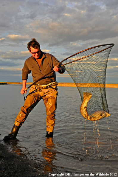 Flyfisherman with large brown trout. 