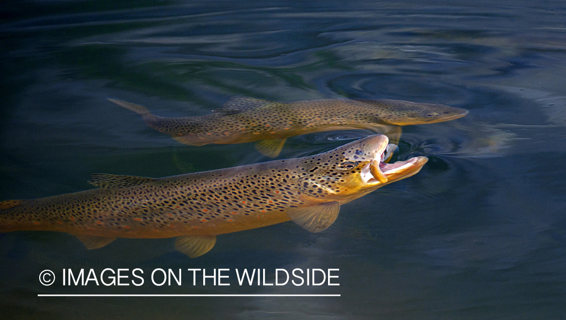 Brown Trout in river.
