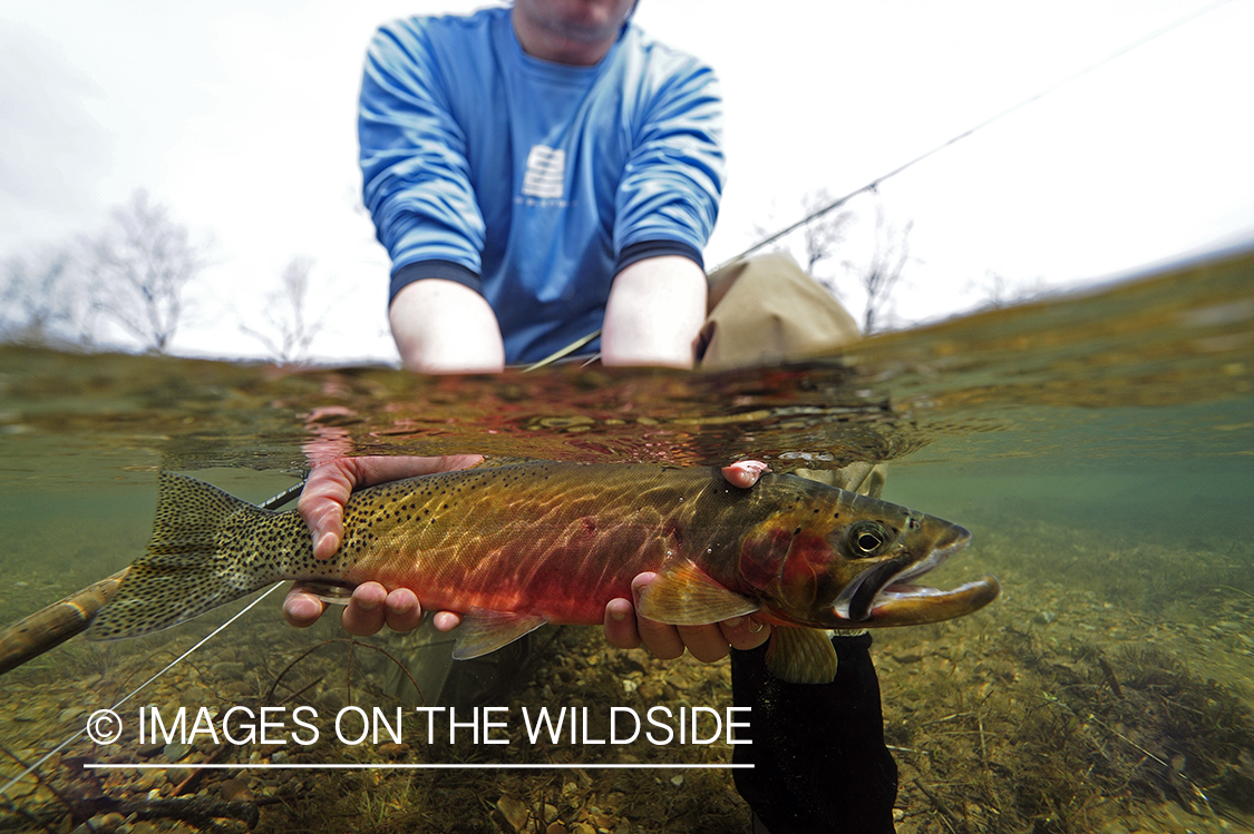 Flyfisherman releasing cutthroat trout.