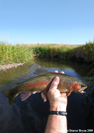 Flyfisherman with rainbow trout