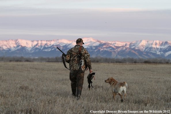 Duck hunter with bagged mallards and yellow labrador retriever. 