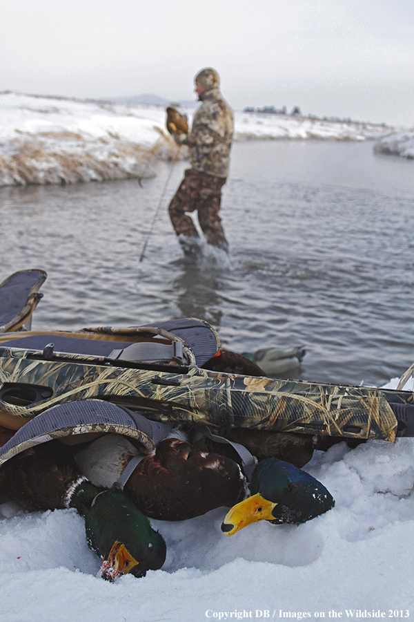 Waterfowl hunter picking up decoys.