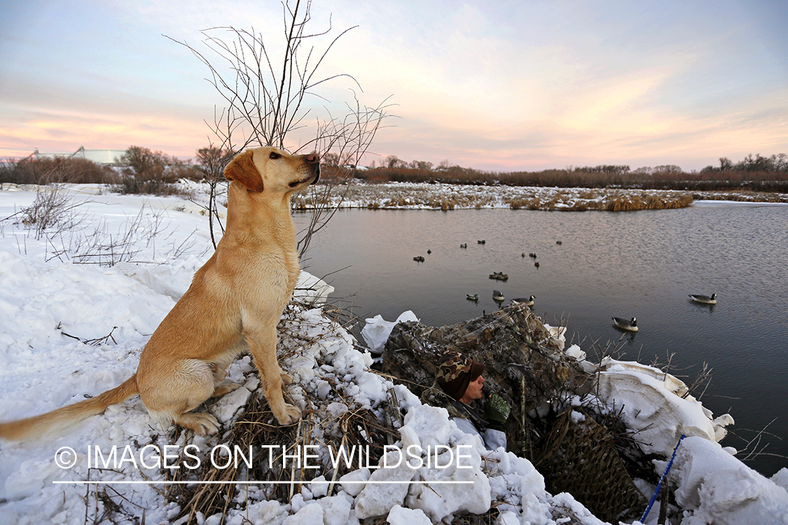 Waterfowl hunter calling ducks from blind with yellow lab.