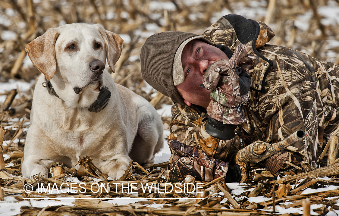 Waterfowl hunter in field with yellow lab.