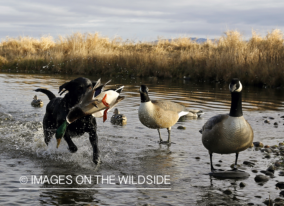 Black lab retrieving mallard drake.