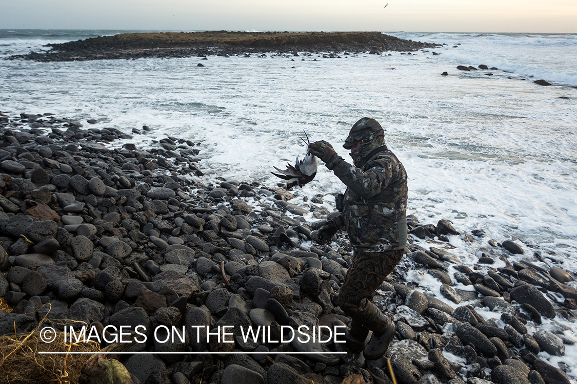 King Eider and Long-tailed duck hunting in Alaska, hunter retrieving duck.