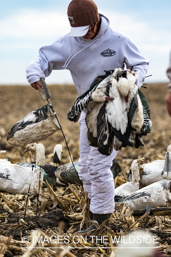 Female goose hunter packing up after day of hunting.
