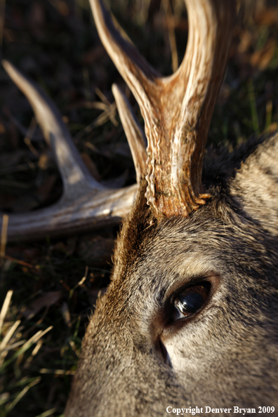 Hunter-Killed whitetail buck.