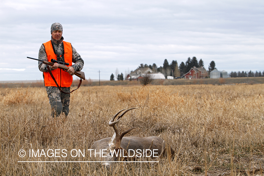 White-tailed deer hunter approaching downed buck.