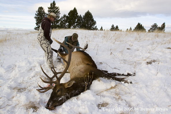 Elk hunter and guide field dressing downed elk.