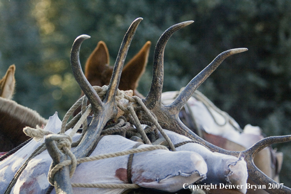 Elk horns on pack horse's back.