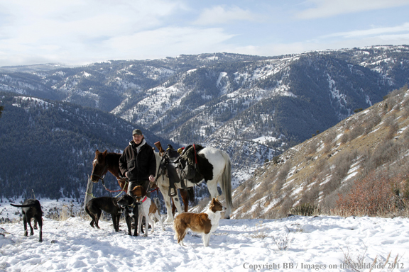 Mountain lion hunter in field with dogs. 