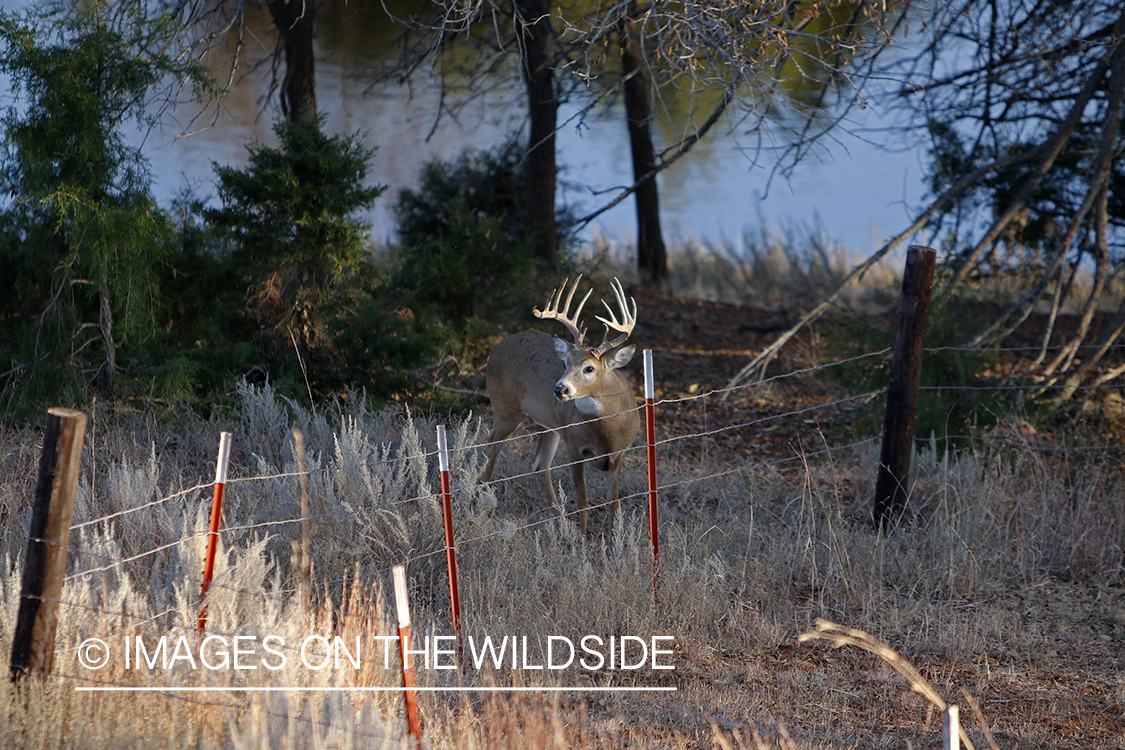 White-tailed buck in field.