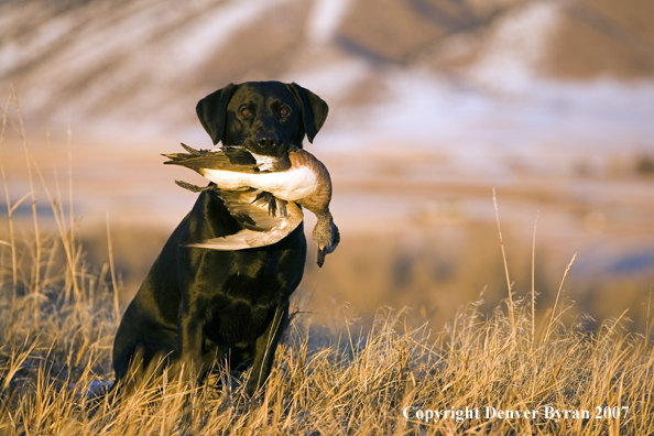 Black Labrador with retrieved Wigeon