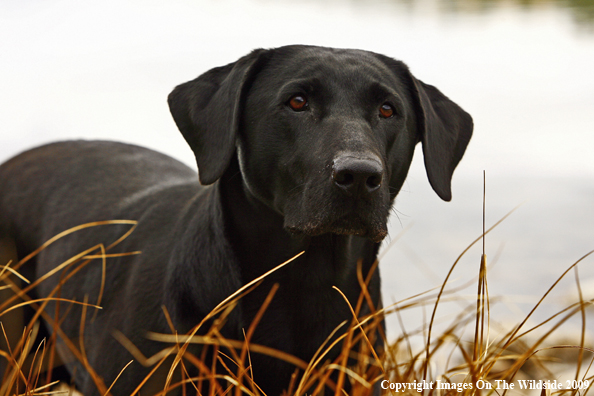 Black Labrador Retriever